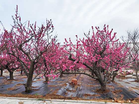 造型梅花树