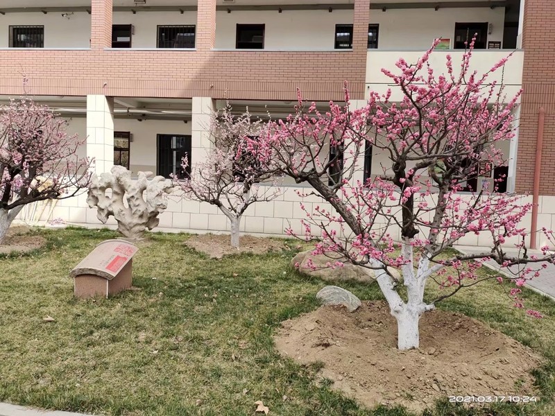校园造型红梅树